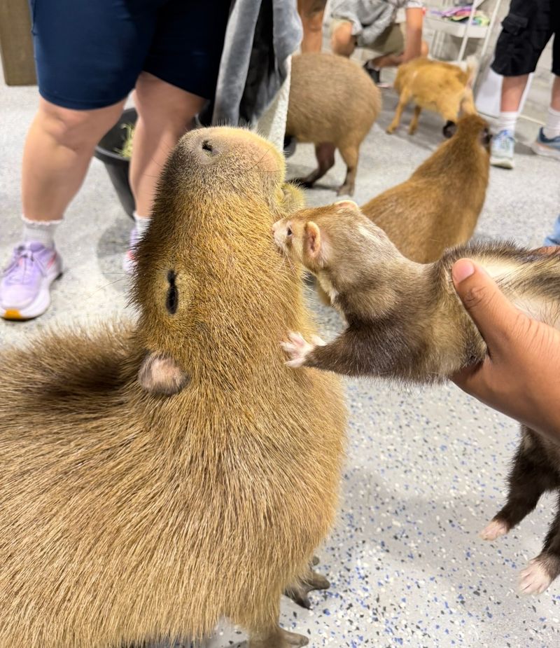 Beyond Capybaras, a Whole Cast of Animals Beyond Capybaras, a Whole Cast of Animals