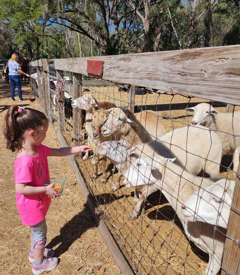 Bf Petting Zoo, Thonotosassa, FL Bf Petting Zoo, Thonotosassa, FL