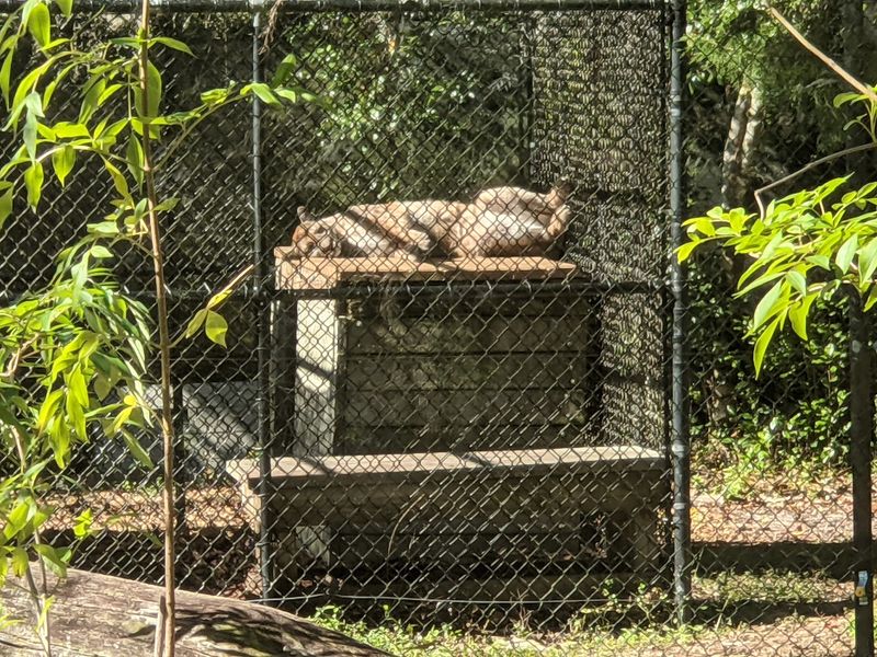 Big Cats, Black Bears and a Few Wolves Big Cats, Black Bears and a Few Wolves
