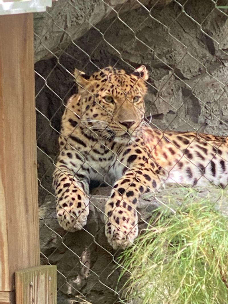 Big Cats and the Clouded Leopard Show