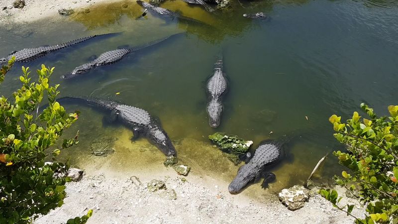 Big Cypress National Preserve - Oasis Visitor Center, Ochopee, FL
