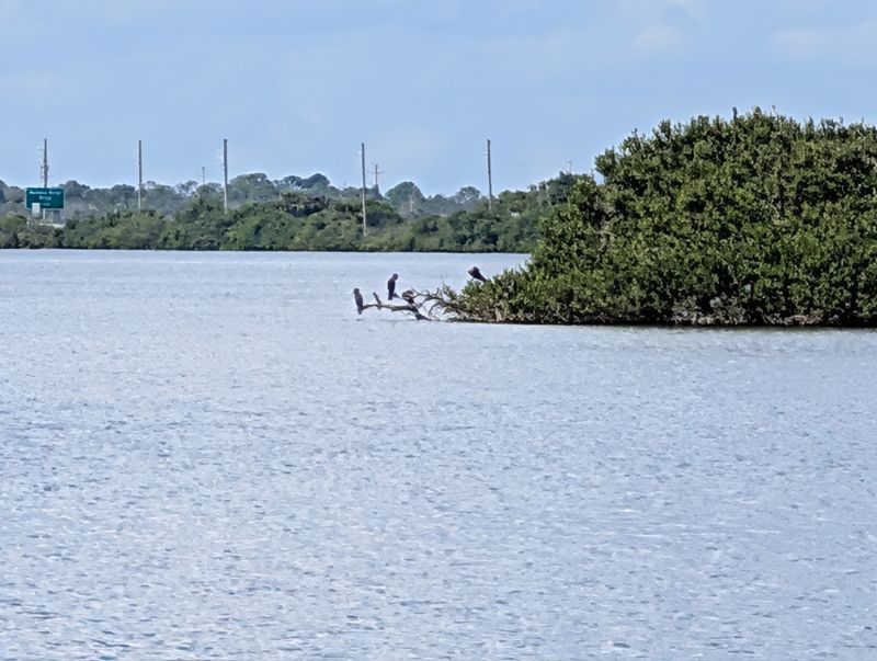 Bird Island and the Feathered Regulars
