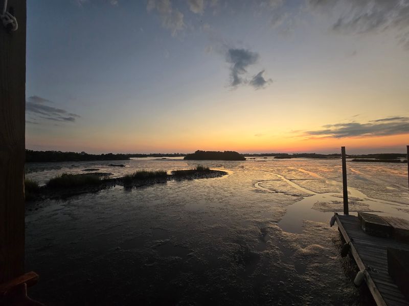 Birds, Dolphins, and the Wildlife Next Door