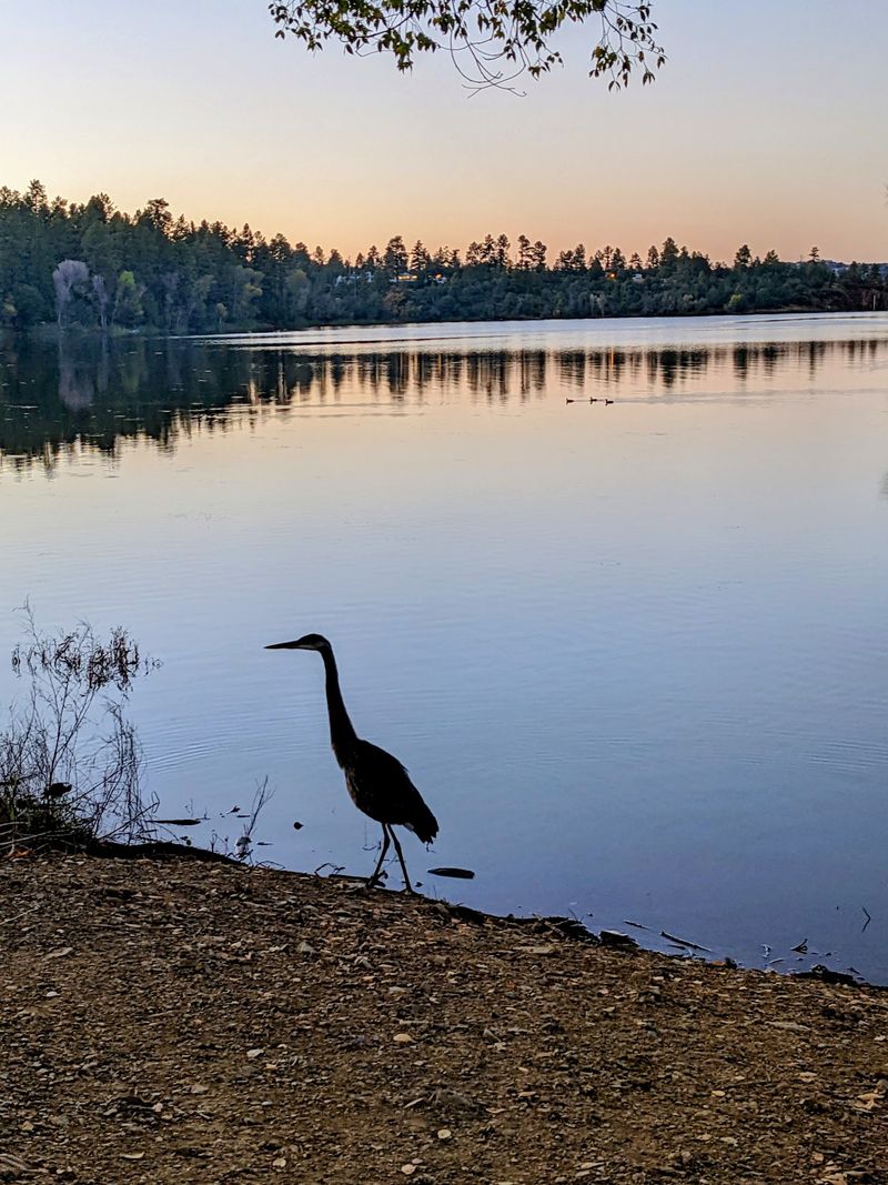 Birds, Wildlife, and Starry Nights