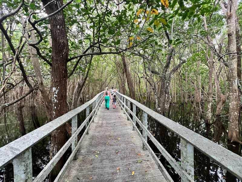Boardwalks That Float Above the Swamp Boardwalks That Float Above the Swamp