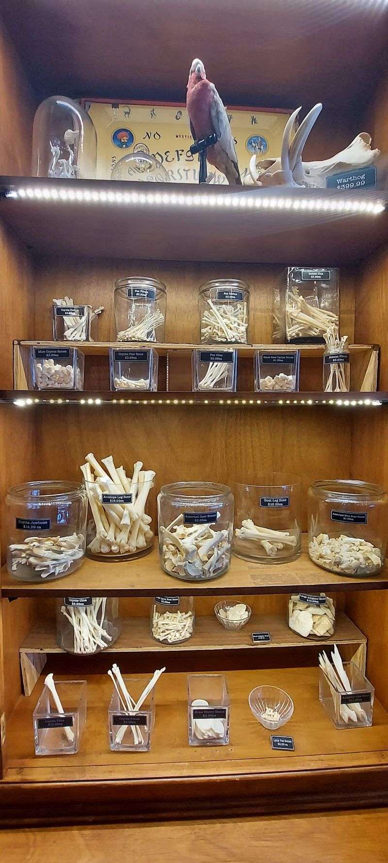 Bones, Skulls, and Wet Specimens Bones, Skulls, and Wet Specimens