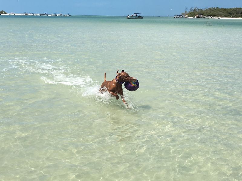 Bonita Beach Dog Park, Bonita Springs