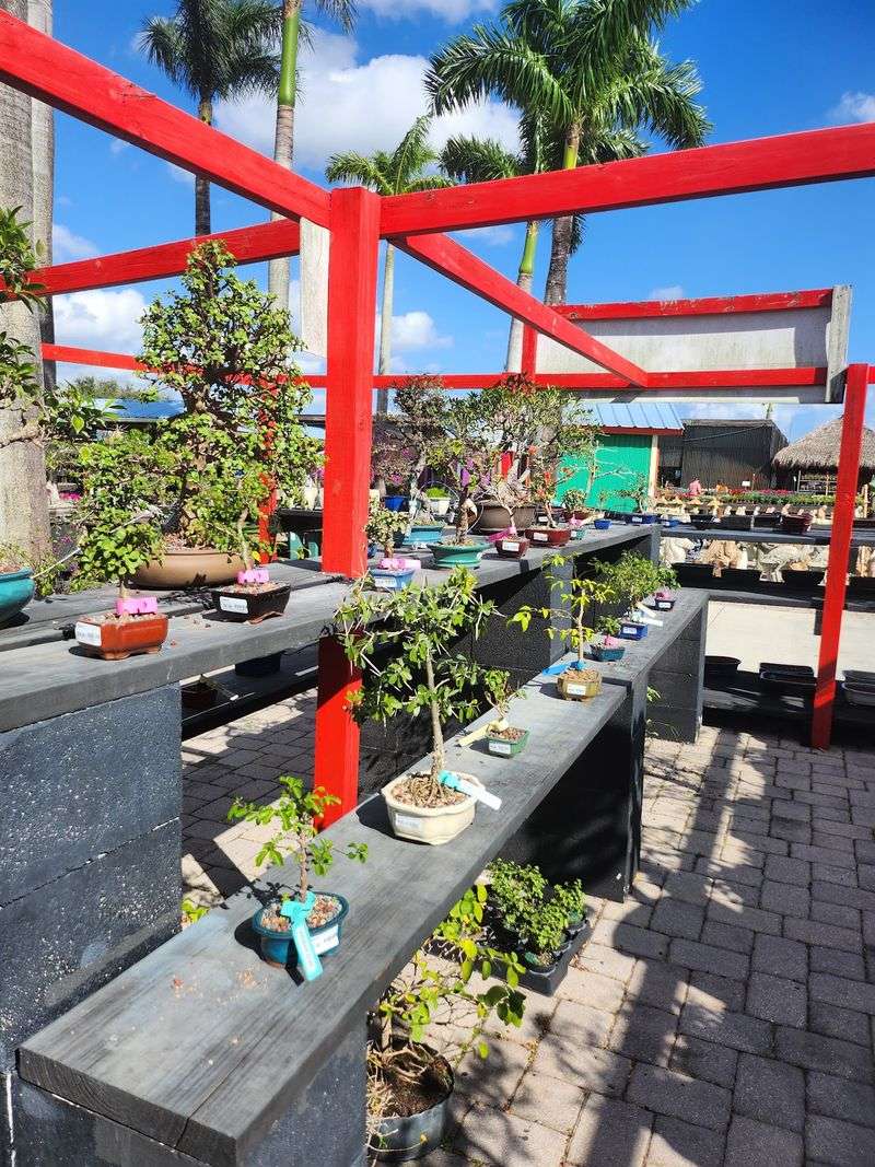 Bonsai And The Quiet Art Of Small Trees