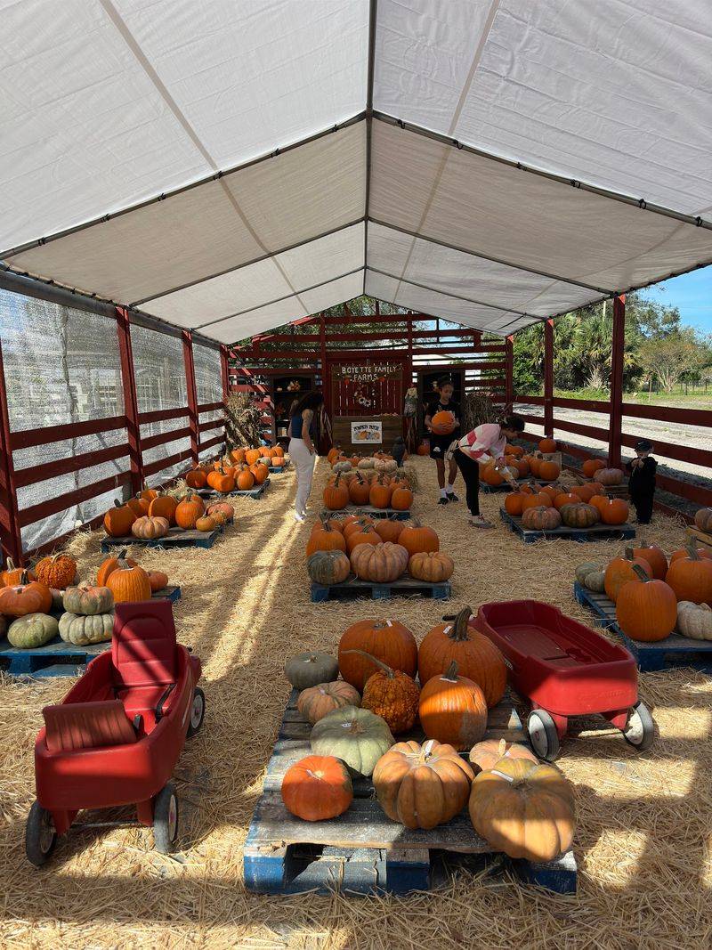 Boyette Family Farms, Wesley Chapel, FL