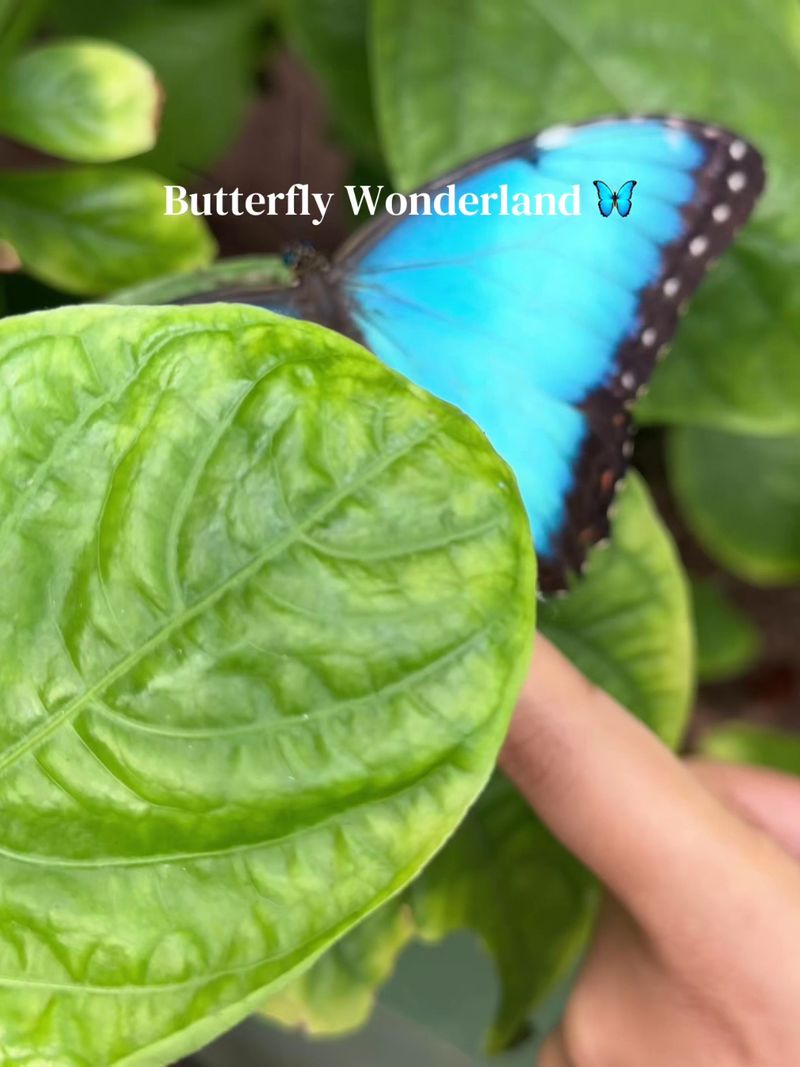 Butterflies That Land Right On You Butterflies That Land Right On You