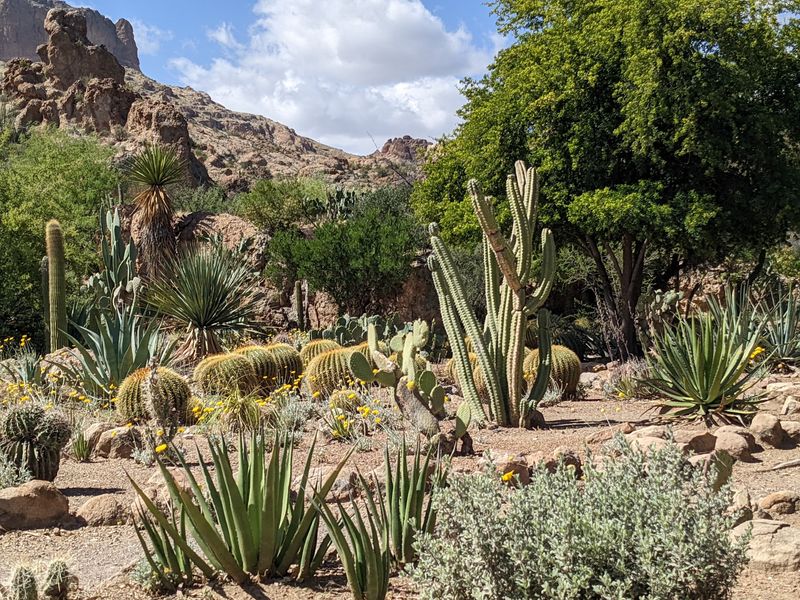 Cactus From Around The World Cactus From Around The World