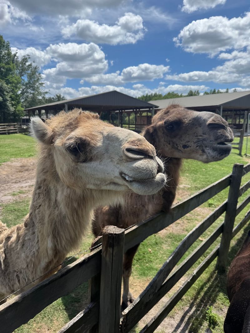 Camels That Come Calling for a Snack Camels That Come Calling for a Snack