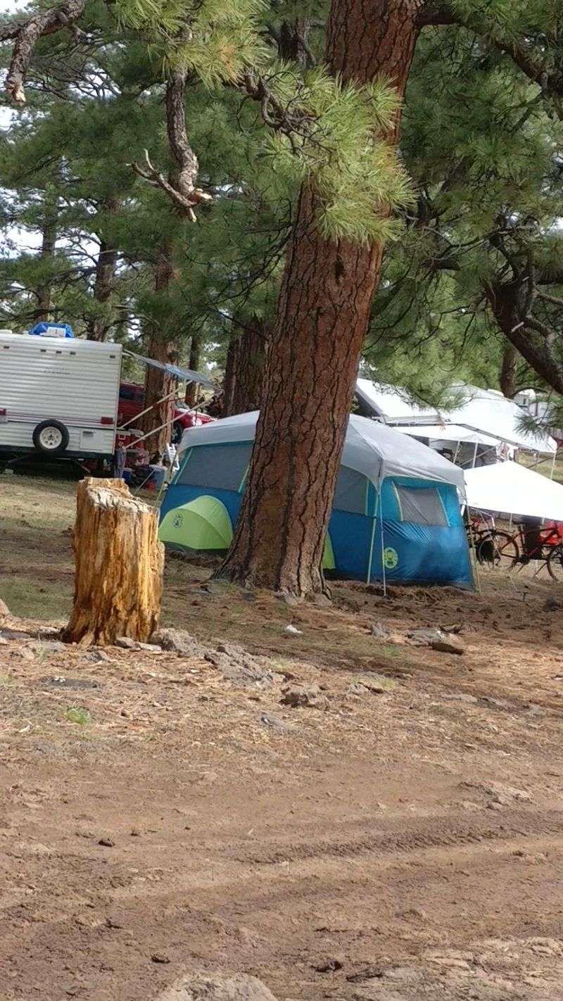 Camping Among The Pines