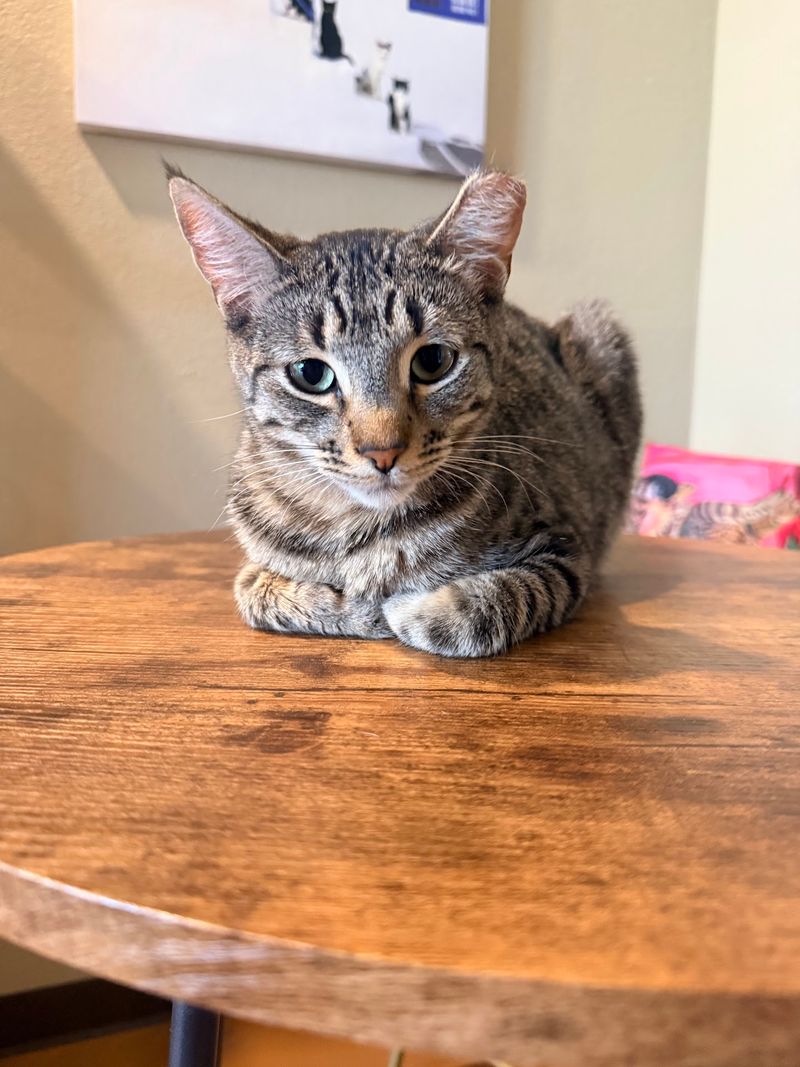 Cats With Personalities All Their Own Cats With Personalities All Their Own
