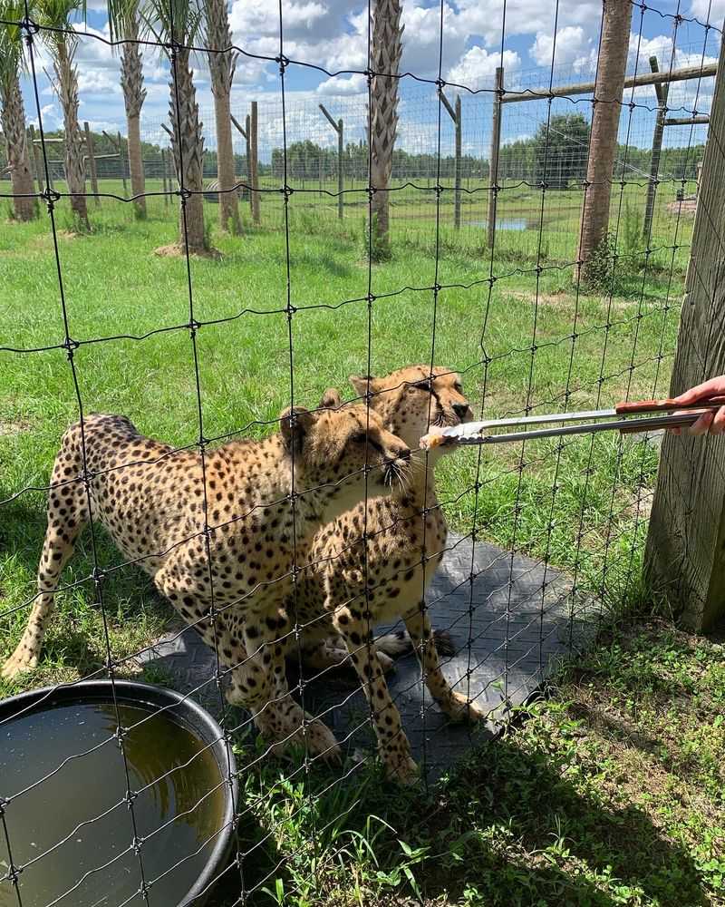 Cheetahs, Ostriches, and a Cast of Curious Characters Cheetahs, Ostriches, and a Cast of Curious Characters
