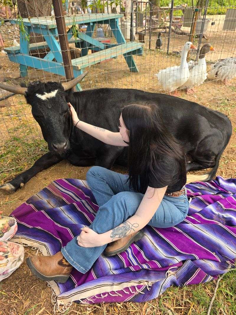 Cow Cuddles That Steal the Show Cow Cuddles That Steal the Show