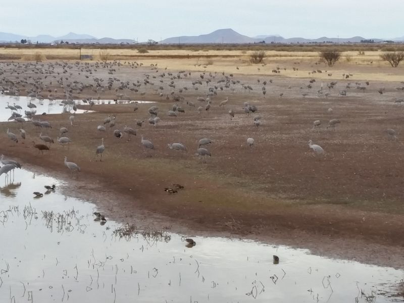 Crane Families in the Crowd