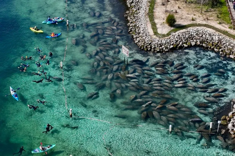 Crystal River offers wild manatee habitat, not a captive encounter Crystal River offers wild manatee habitat, not a captive encounter