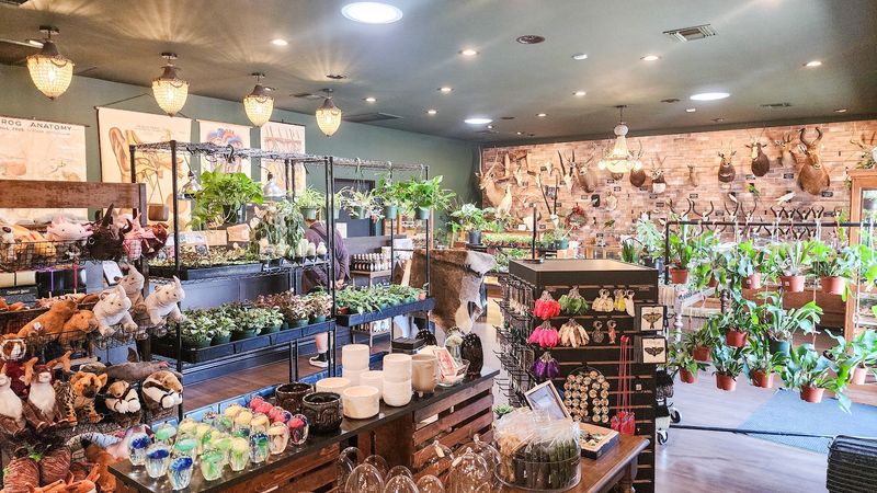 Crystals, Plants, and Witchy Wonders Crystals, Plants, and Witchy Wonders