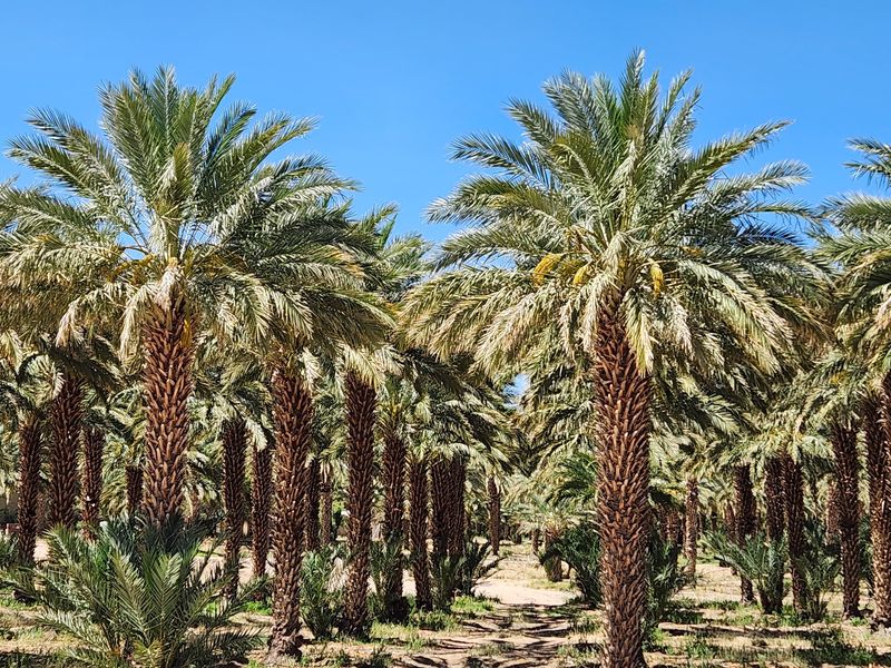 Dates You Can Trace to the Tree Dates You Can Trace to the Tree