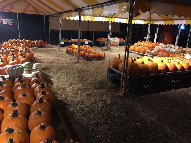 Dave's Pumpkin Patch, Brandon, FL