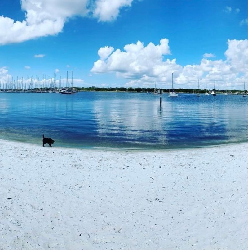 Davis Island Dog Beach, Tampa, FL
