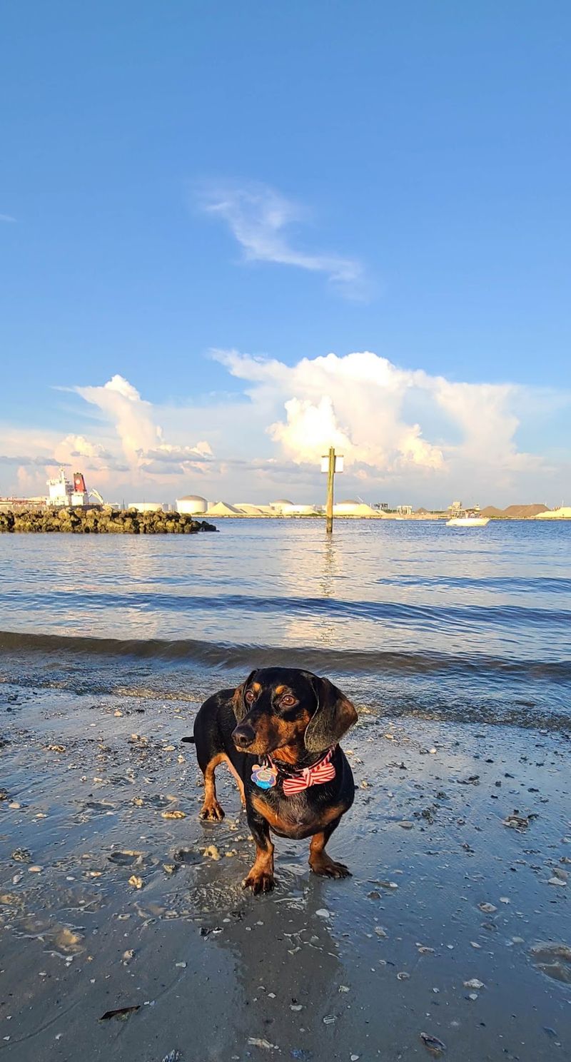 Davis Islands Dog Beach, Tampa
