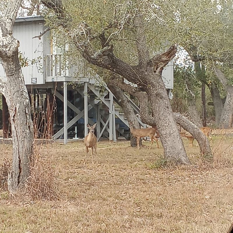 Deer, Birds, and the Famous Whoopers Deer, Birds, and the Famous Whoopers