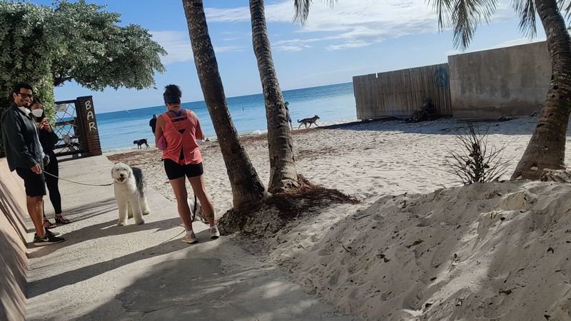 Dog Beach, Key West