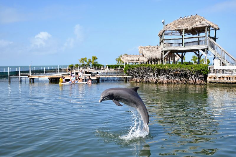 Dolphin Research Center, Grassy Key, FL