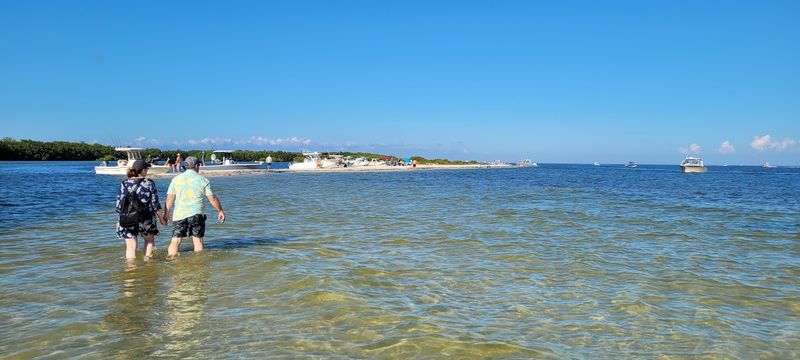 Dolphins That Swim Right Up to the Sand