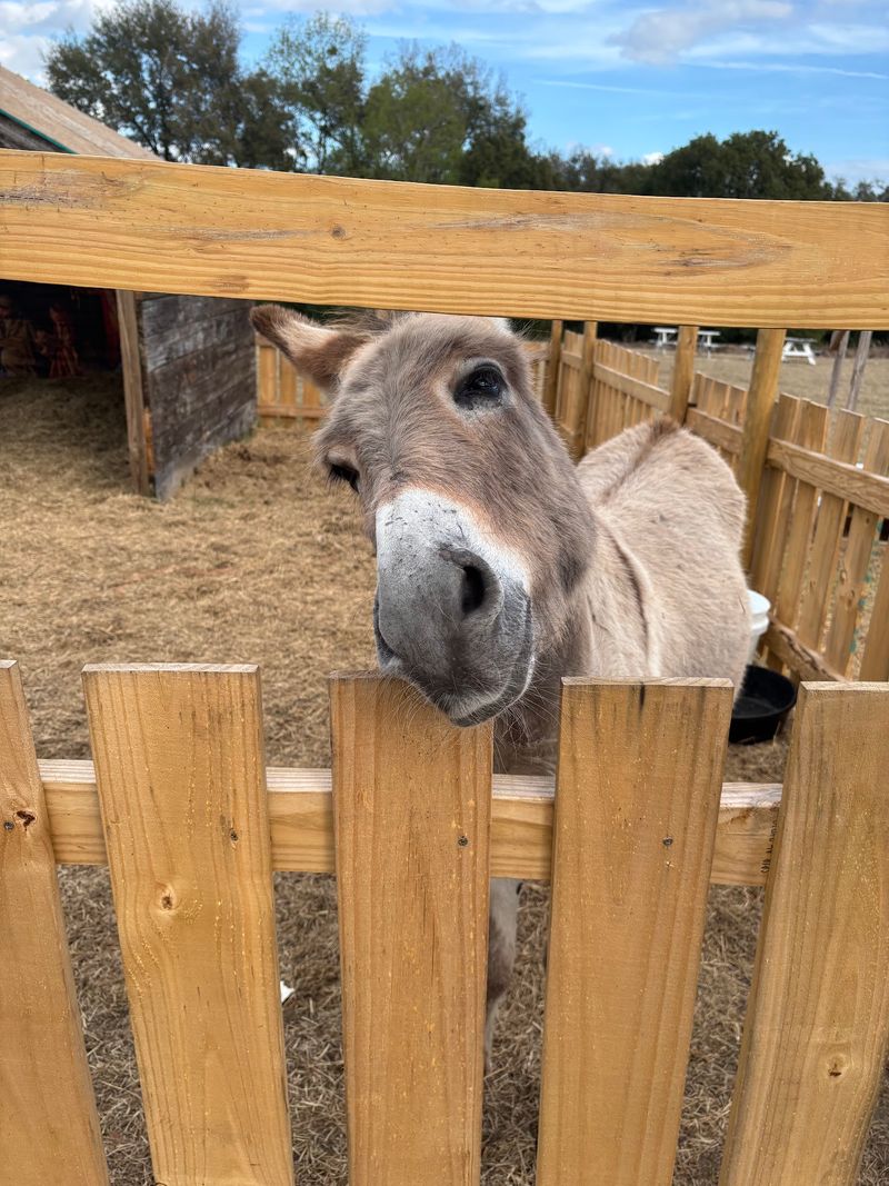 Donkeys, a Pony, and a Whole Cast of Characters Donkeys, a Pony, and a Whole Cast of Characters
