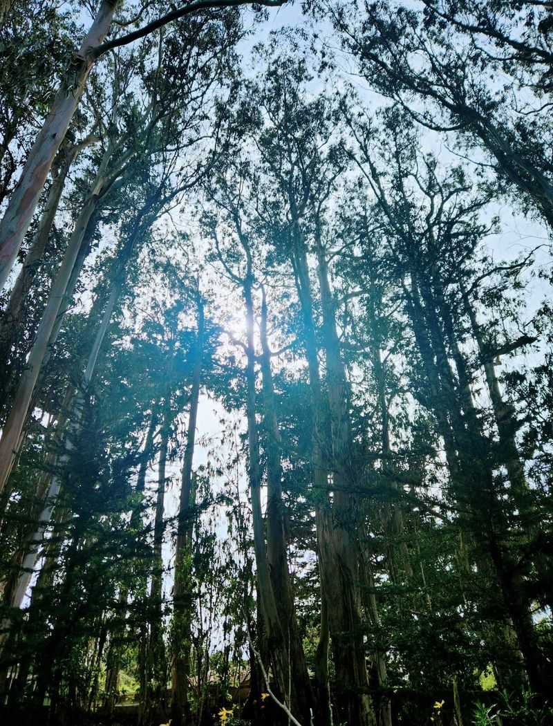 Eucalyptus Giants Overhead