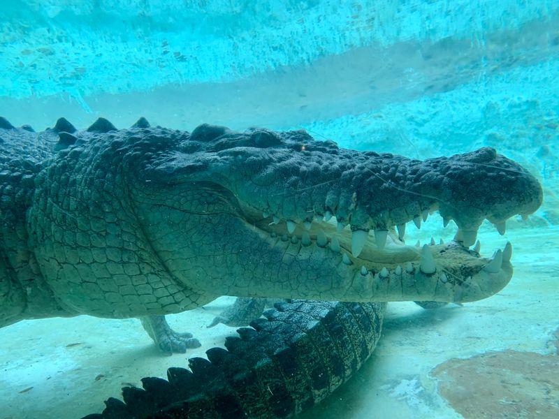 Every Crocodilian Species Under One Roof Every Crocodilian Species Under One Roof