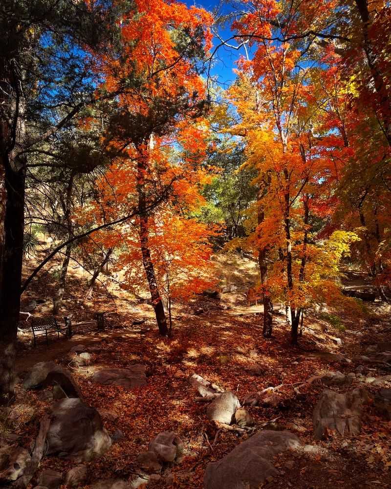 Fall Colors You Would Not Expect in Arizona