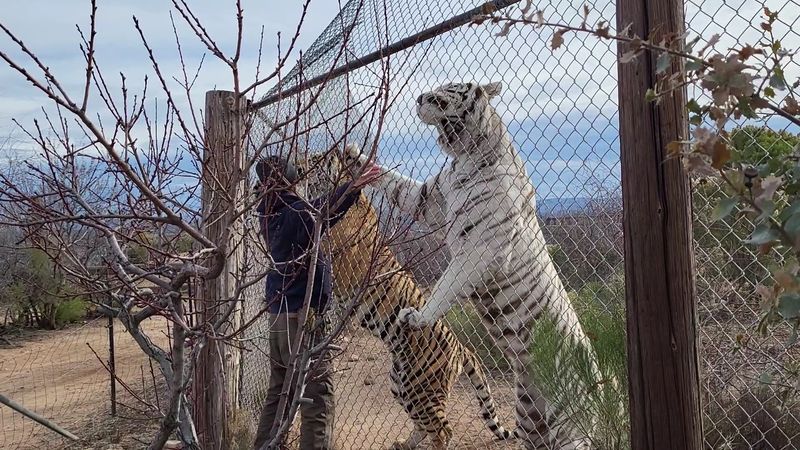 Feeding A Tiger And Meeting The Carnivores