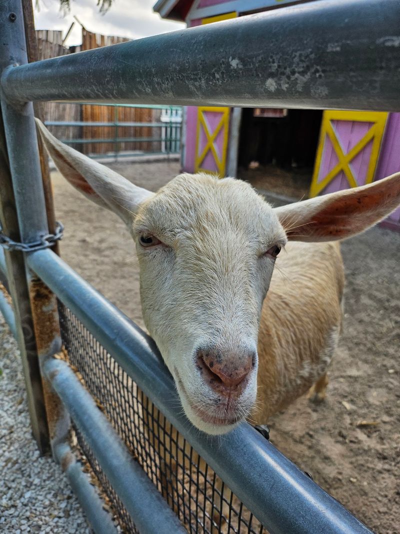 Feeding Frenzy With Goats, Birds, and Beyond