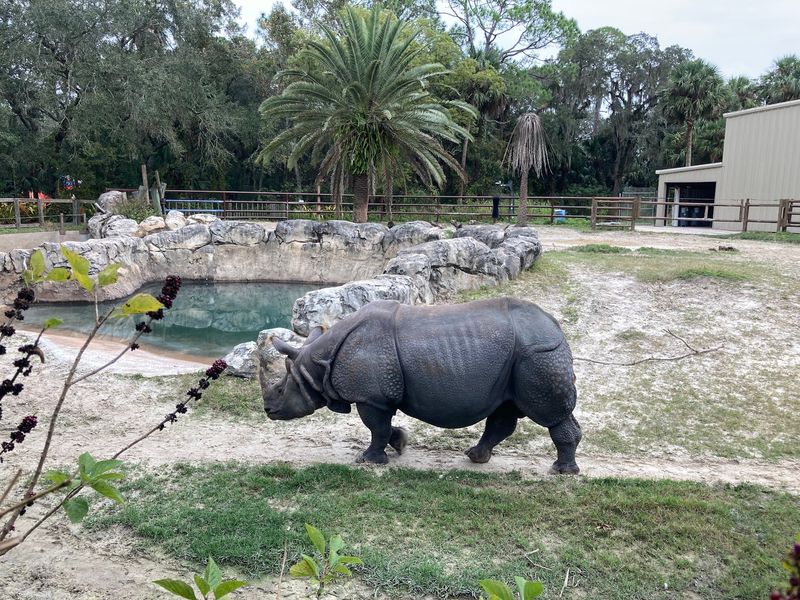 Feeding Giraffes and Meeting the Rhino