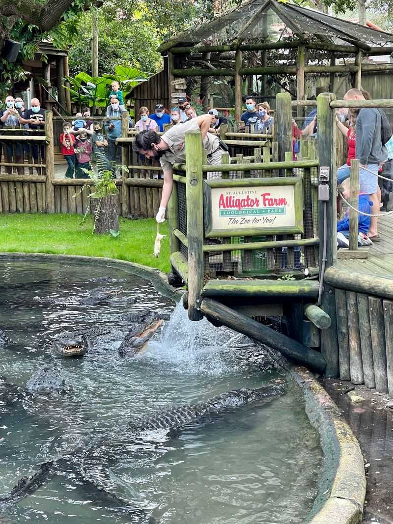 Feeding Time on the Gator Dock Feeding Time on the Gator Dock
