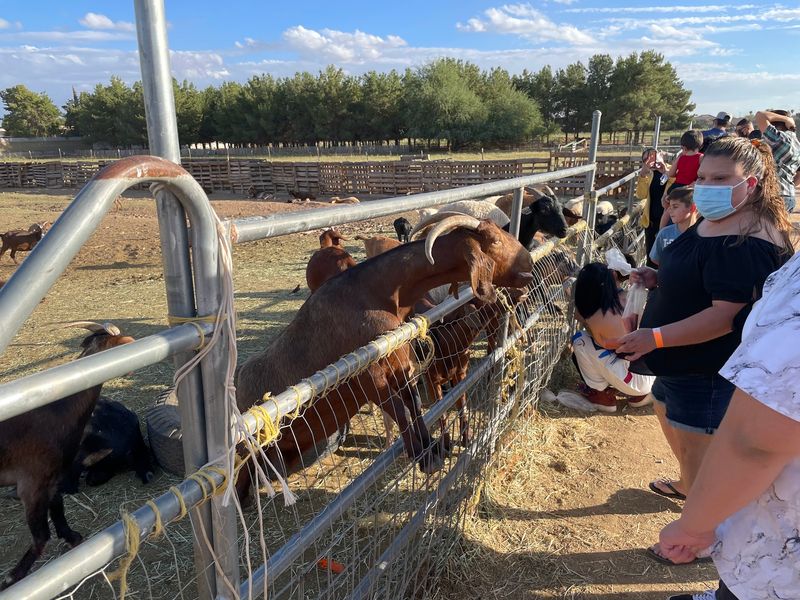 Feeding the Goats, Donkeys, and Friends Feeding the Goats, Donkeys, and Friends
