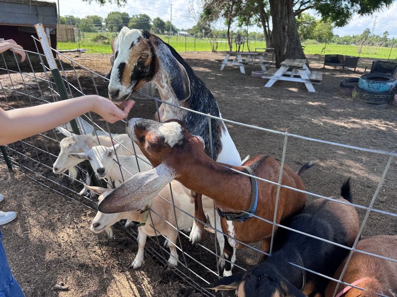 Feeding the Goats and Their Playful Antics Feeding the Goats and Their Playful Antics