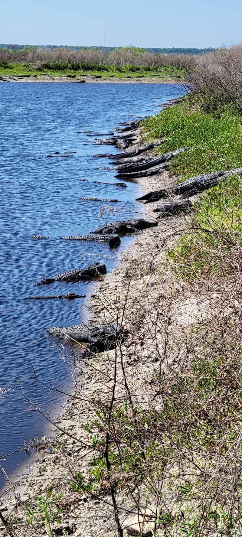 Fifty Alligators and Counting Fifty Alligators and Counting