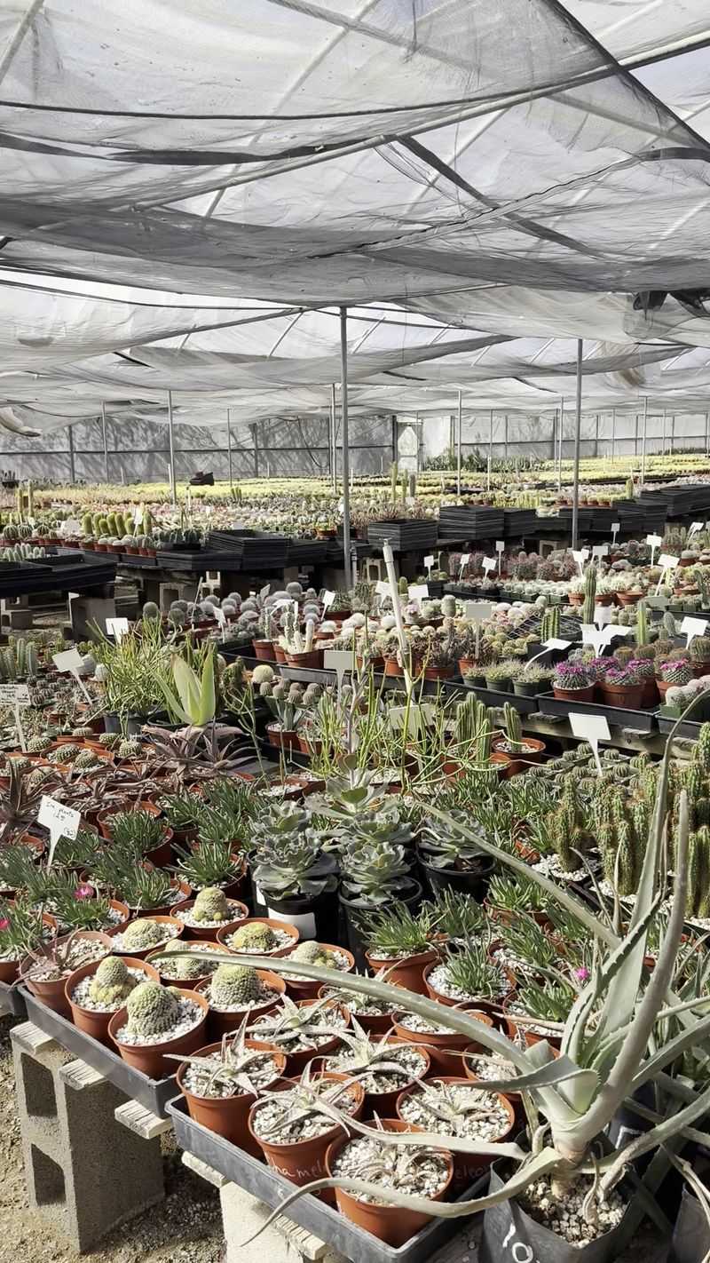 Five Greenhouses Packed With Green Five Greenhouses Packed With Green