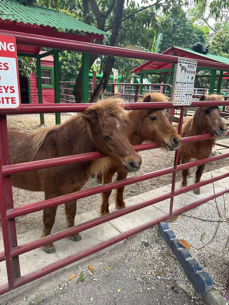 Fluffy Highland Cows and Pint-Sized Ponies