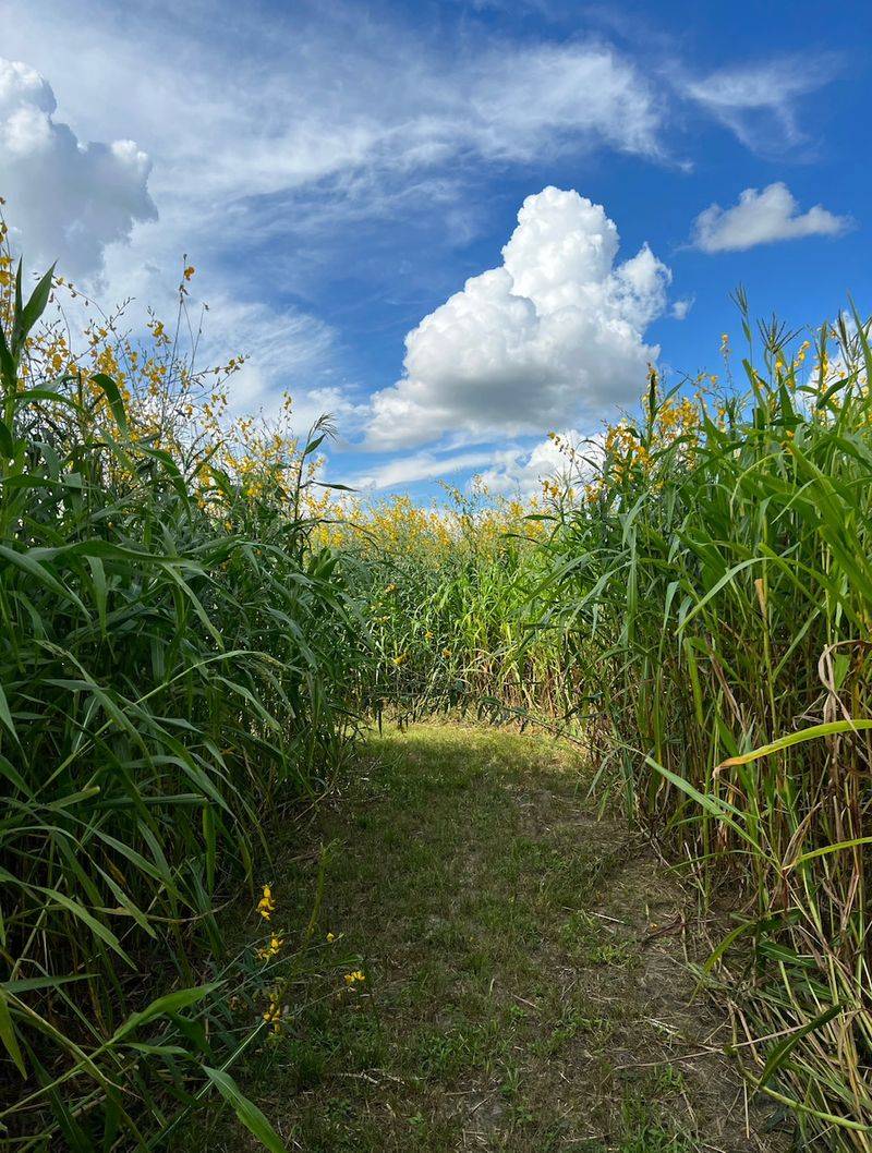 Fox Squirrel Corn Maze, Plant City, FL Fox Squirrel Corn Maze, Plant City, FL