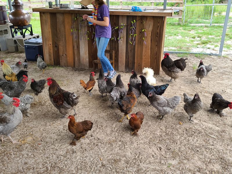 Free Farm Eggs and Other Sweet Perks Free Farm Eggs and Other Sweet Perks