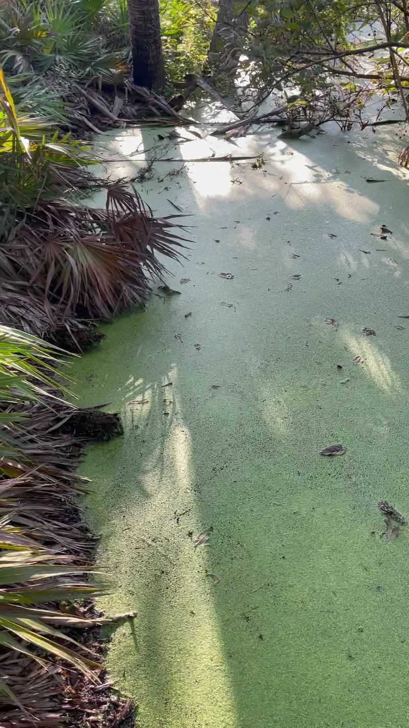 Gator Lake and Its Sunbathing Residents Gator Lake and Its Sunbathing Residents