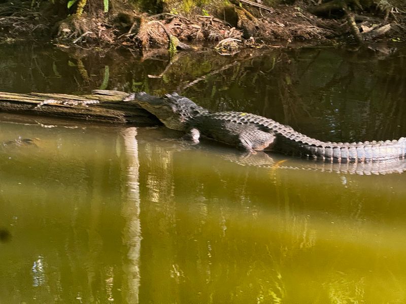 Gators Leading the Way