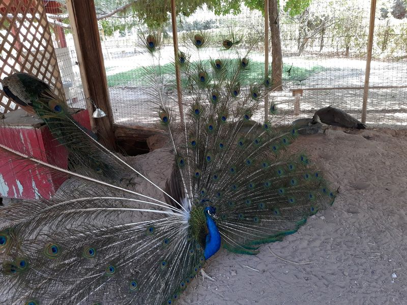 Goats, Peacocks, And The Petting Zoo Goats, Peacocks, And The Petting Zoo