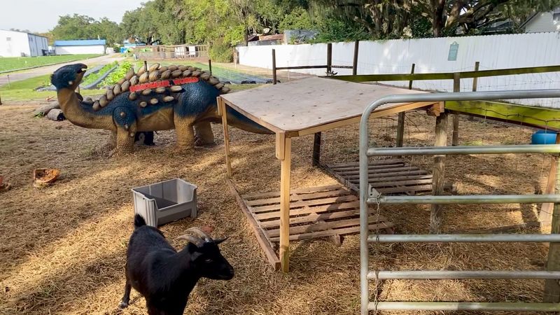 Goats With Names and a Playground Nearby